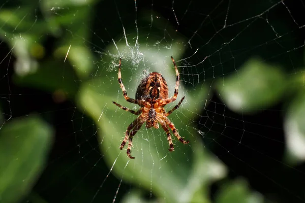 Cross Spider 2013 — Foto de Stock