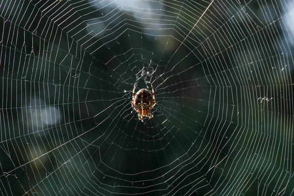 Spider 2013 — стоковое фото