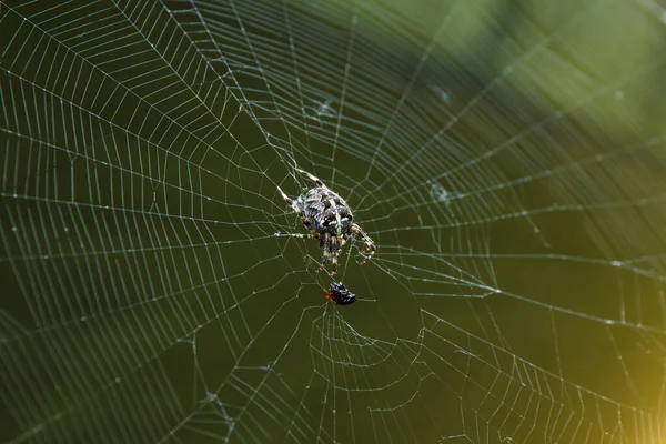 Spider 2013 — 图库照片