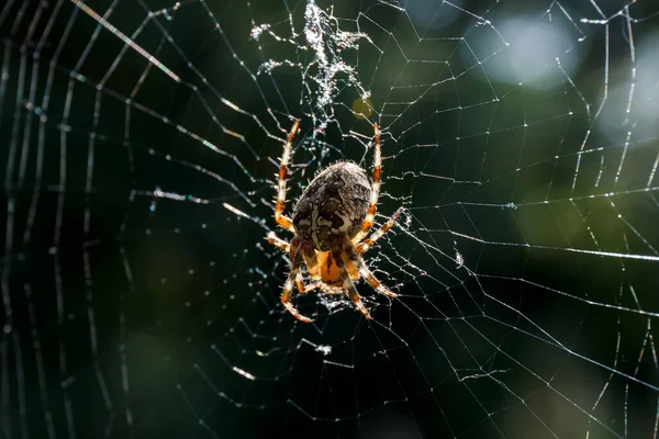 Cross Spider 2013 — стоковое фото