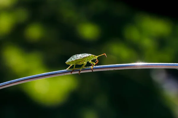 Stinkwanze Green 2013 — Zdjęcie stockowe