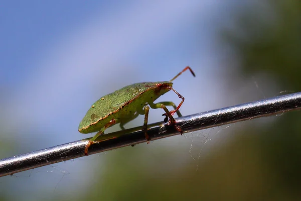 Kokuşmuş Böcek Yeşil 2013 — Stok fotoğraf