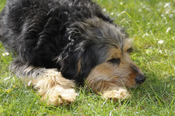 Porträt Eines Süßen Hundes — Stockfoto