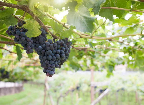 Une Grappe Raisins Noirs Dans Vignoble Bel Effet Rétroéclairé — Photo