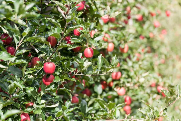 Vergers Pommes Prêts Pour Récolte — Photo