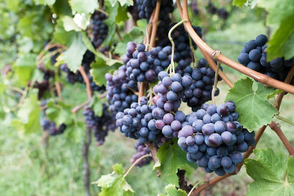 Ώριμα Σταφύλια Cabernet Έναν Αμπελώνα Έτοιμοι Για Συγκομιδή — Φωτογραφία Αρχείου