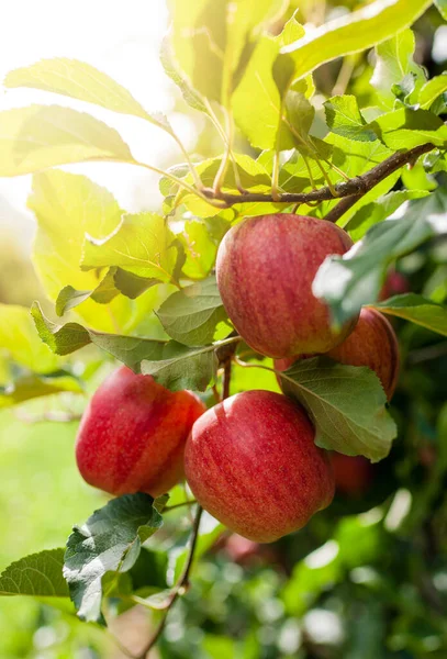 Ripe Red Apples Tree Autumn Afternoon Sun — Stock Photo, Image
