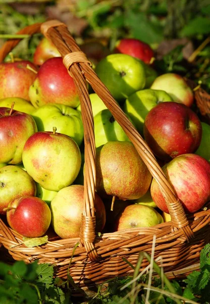 Manzanas Ecológicas Una Cesta —  Fotos de Stock