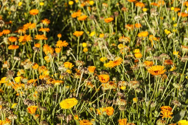 Oranje Goudsbloem Bloemblaadjes Flora Bloei — Stockfoto