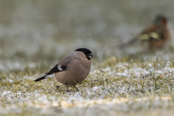 Vista Panorâmica Bullfinch Natureza Selvagem — Fotografia de Stock