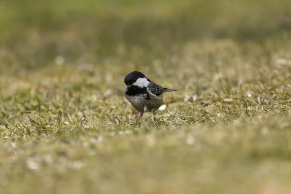 Schilderachtig Uitzicht Prachtige Titmouse Vogel — Stockfoto