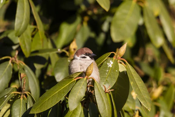 Vue Panoramique Mignon Oiseau Moineau — Photo