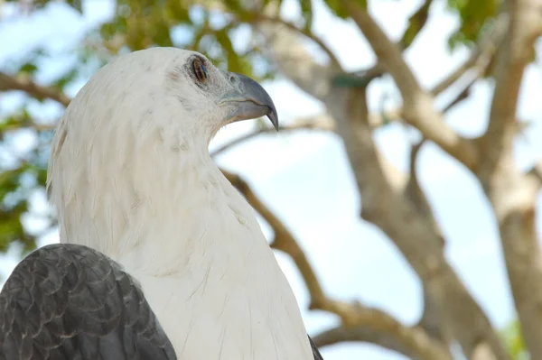 Malerischer Blick Auf Den Majestätischen Weißkopfseeadler — Stockfoto