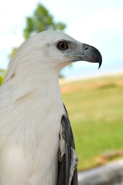 Malerischer Blick Auf Den Majestätischen Weißkopfseeadler — Stockfoto