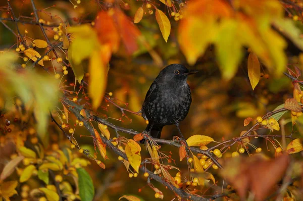 秋色のブッシュの中のブラックバード — ストック写真