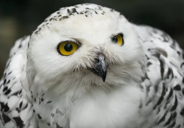 Búho Nieve Pájaro Plumas Ave Blanca — Foto de Stock