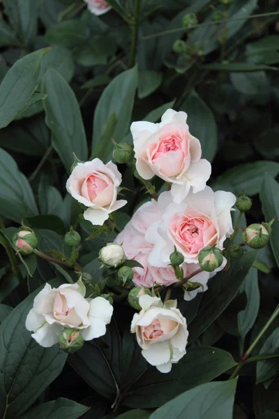 Rosa Arbusto Romántico Rosa — Foto de Stock