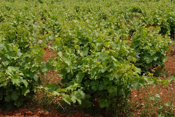 Vineyard Agriculture Countryside Field — Stock Photo, Image