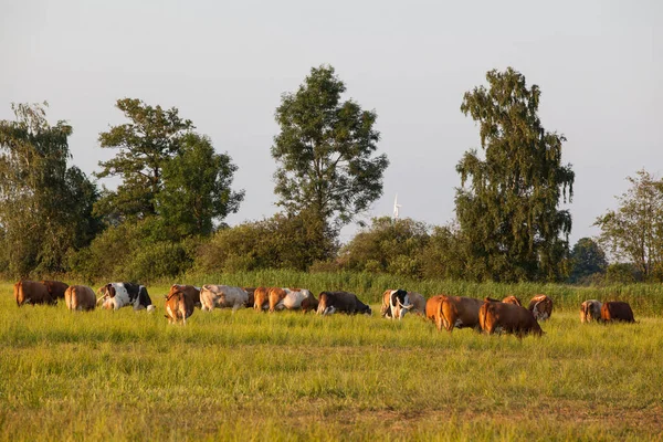 Rearing Cows Pasture — Stock fotografie