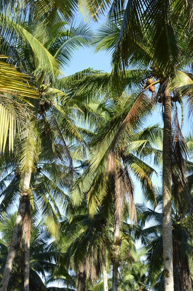 Coconut Tree Countryside — Stock Photo, Image