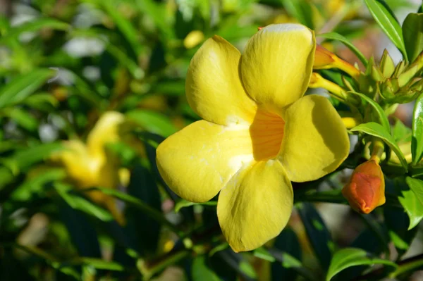 Allamanda or golden trumpet , beautiful yellow flower. Golden Trumpet Vine