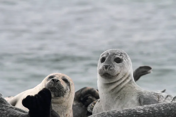 Zeehonden Het Kiezelstrand — Stockfoto