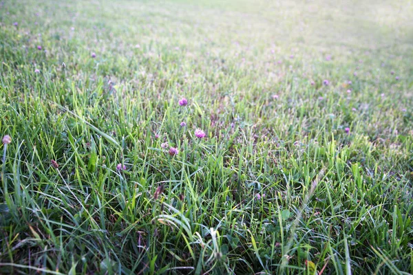 クローバーの花の草原 — ストック写真
