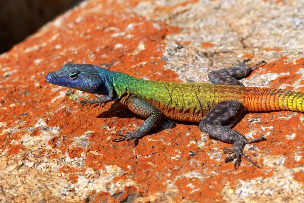 Lézard Sur Rocher — Photo