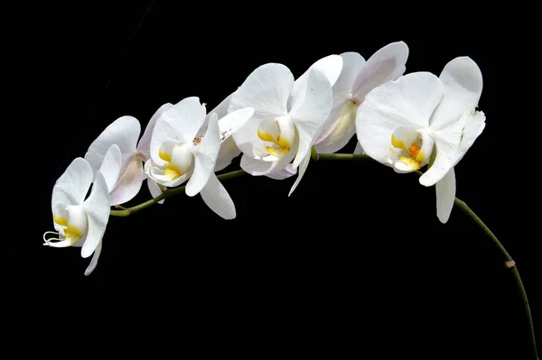 Kwiaty Storczyka Phalaenopsis Amabilis — Zdjęcie stockowe