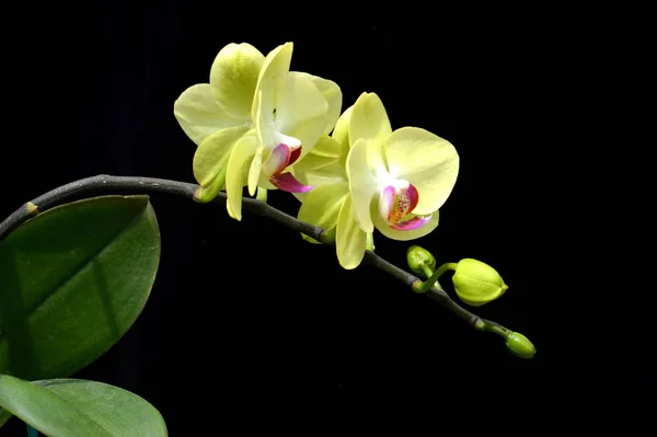 Orkidéblommor Phalaenopsis Amabilis — Stockfoto