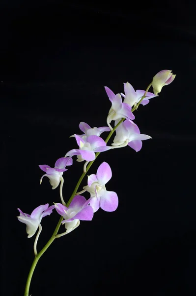 Orquídea Dendrobium Fundo Preto — Fotografia de Stock