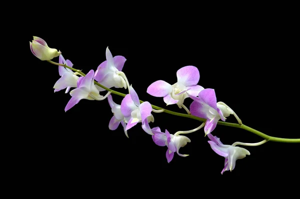 Orquídea Dendrobium Sobre Fondo Negro — Foto de Stock