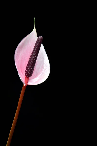 배경에 플라밍고 안투륨 — 스톡 사진