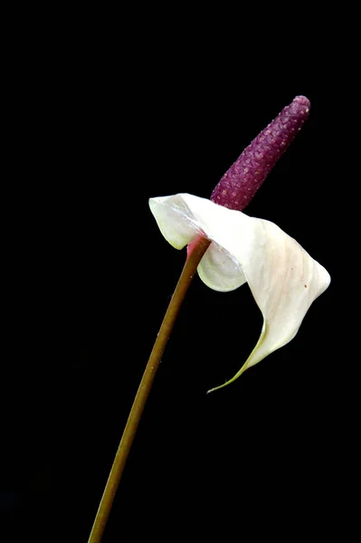 Φλαμίνγκο Λουλούδι Ανθίτριο Μαύρο Φόντο — Φωτογραφία Αρχείου