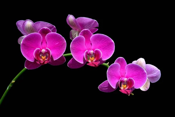 Kwiaty Storczyka Phalaenopsis Amabilis — Zdjęcie stockowe