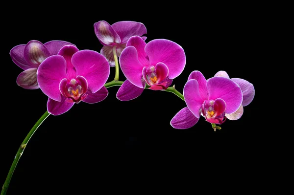 Orkidéblommor Phalaenopsis Amabilis — Stockfoto