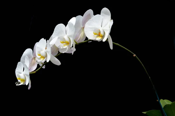 Flores Orquídea Phalaenopsis Amabilis —  Fotos de Stock