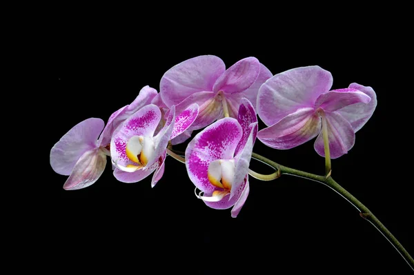 Flores Orquídea Phalaenopsis Amabilis — Fotografia de Stock