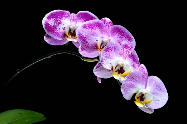 Orkidéblommor Phalaenopsis Amabilis — Stockfoto