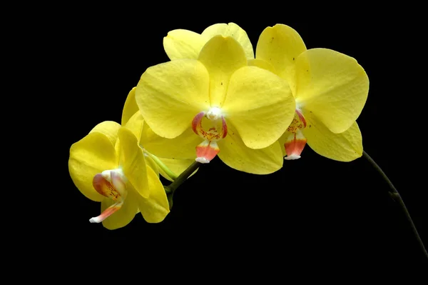 Fleurs Orchidée Phalaenopsis Amabilis — Photo