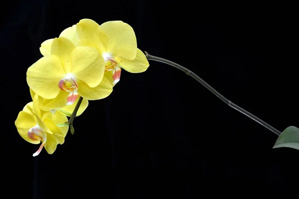 Flores Orquídea Phalaenopsis Amabilis — Fotografia de Stock