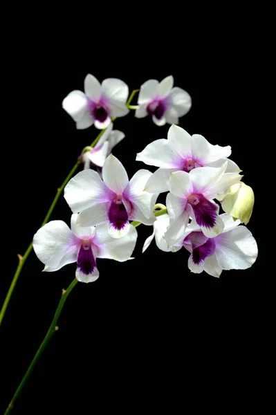 Dendrobium Orchidea Czarnym Tle — Zdjęcie stockowe