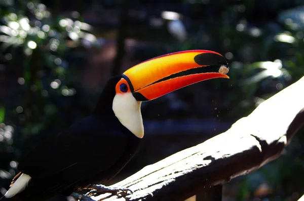 Iguazu Parque Cavernas Tucano Gigante Ramphastos Toco — Fotografia de Stock