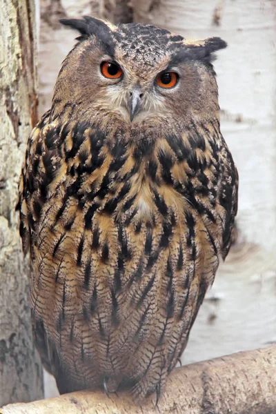 Nahaufnahme Von Uhu Wilder Natur — Stockfoto