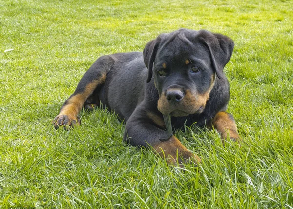 Şirin Bir Köpeğin Portresi — Stok fotoğraf