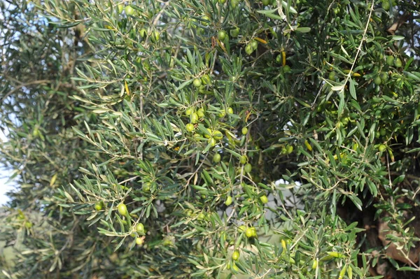 Spanien Oliven Auf Dem Baum — Stockfoto