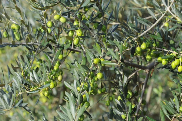 Spanje Olijfboom Bij — Stockfoto