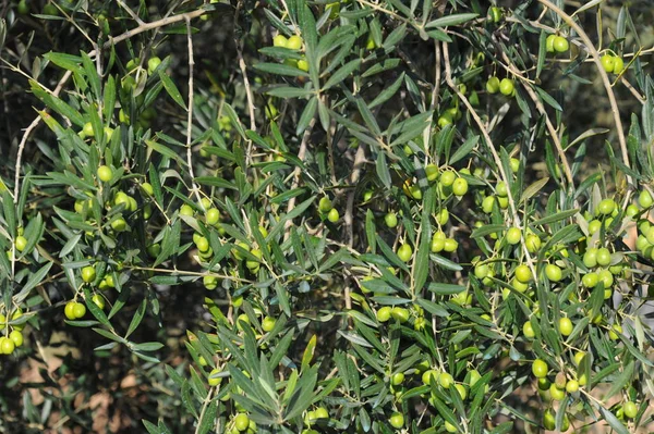 Spanien Oliven Baum — Stockfoto