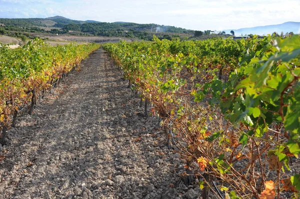 Испания Винодельческое Поле Осенних Цветов — стоковое фото