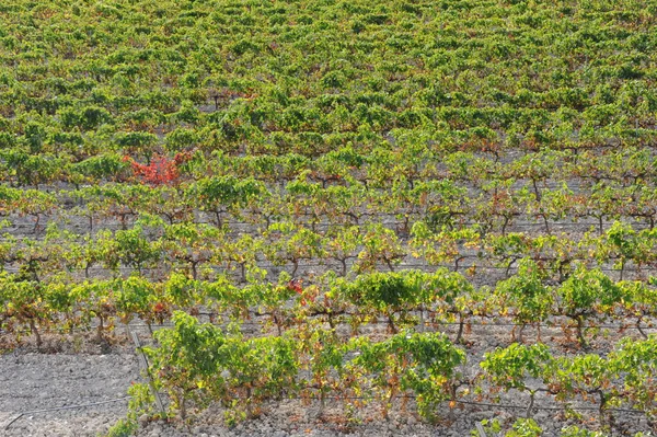 spain - wine field in autumn colors